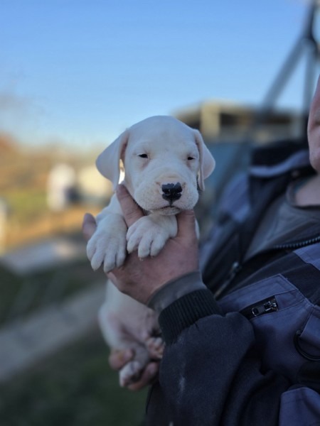 Dogo Argentino štenci