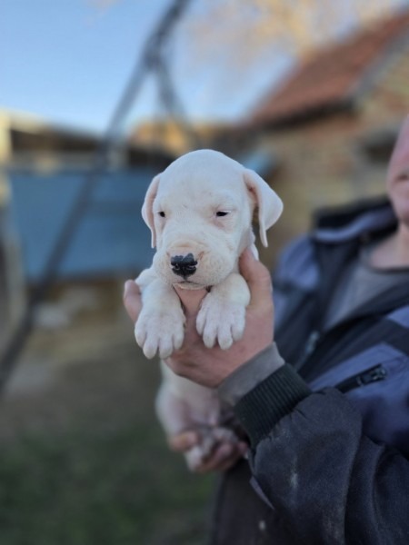 Dogo Argentino štenci