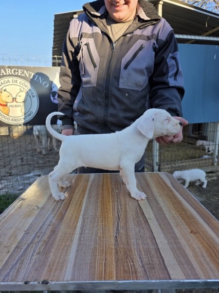 Dogo Argentino štenci