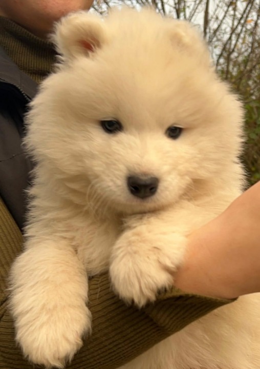 Samojed štenci