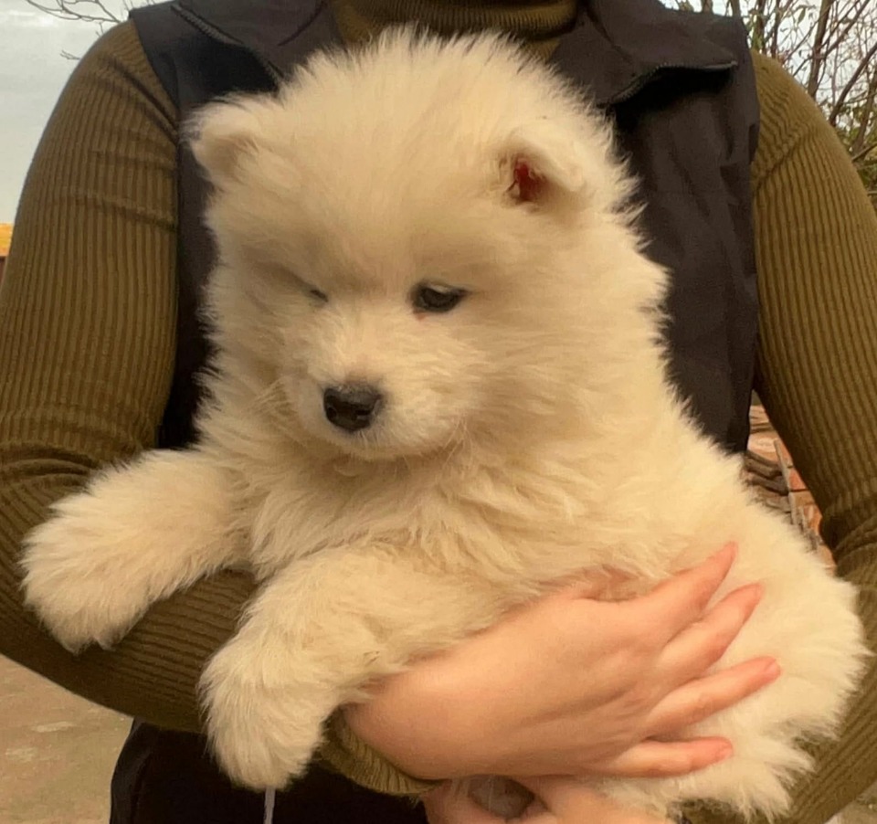 Samojed štenci