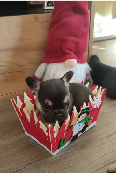 Francuski buldog štenci