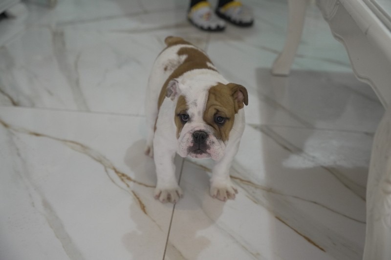 Engleski buldog, vrhunsko leglo