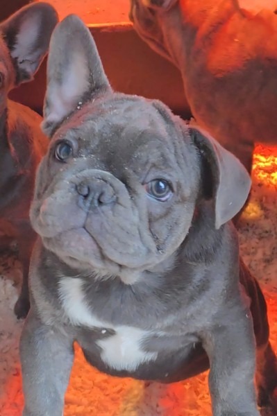 Francuski buldog štenci