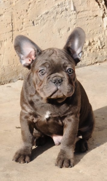 Francuski buldog štenci