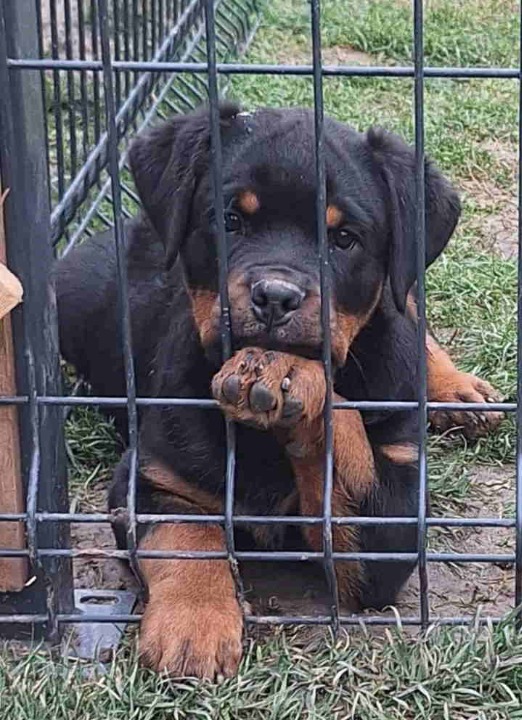 Na prodaju štenad Rottweilera vrhunskog porekla 