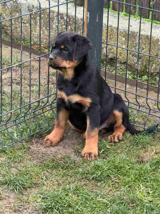 Na prodaju štenad Rottweilera vrhunskog porekla 