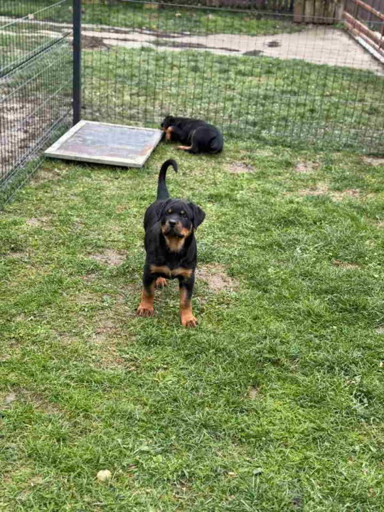 Na prodaju štenad Rottweilera vrhunskog porekla 