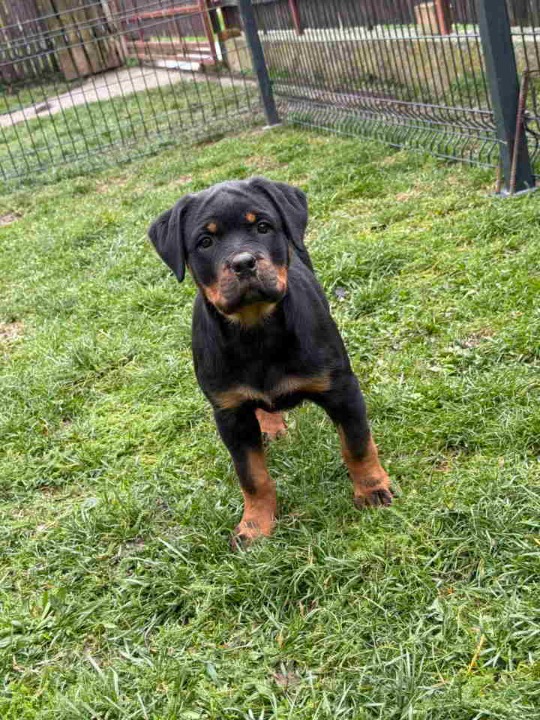 Na prodaju štenad Rottweilera vrhunskog porekla 