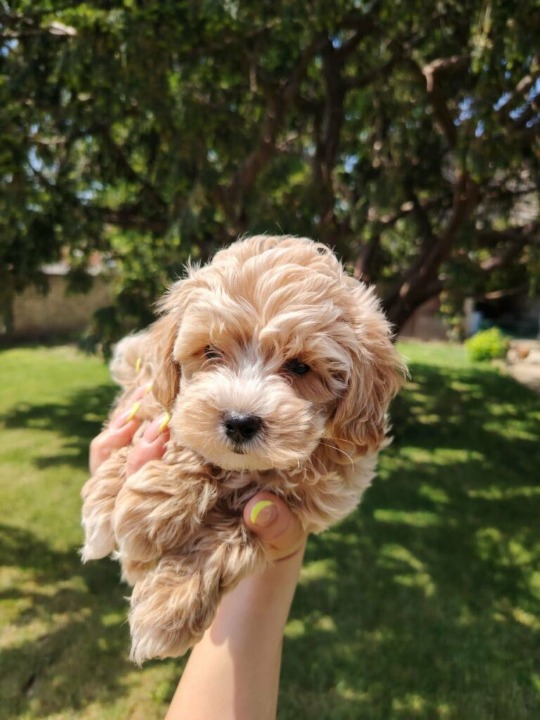 Maltipoo prelepi štenci