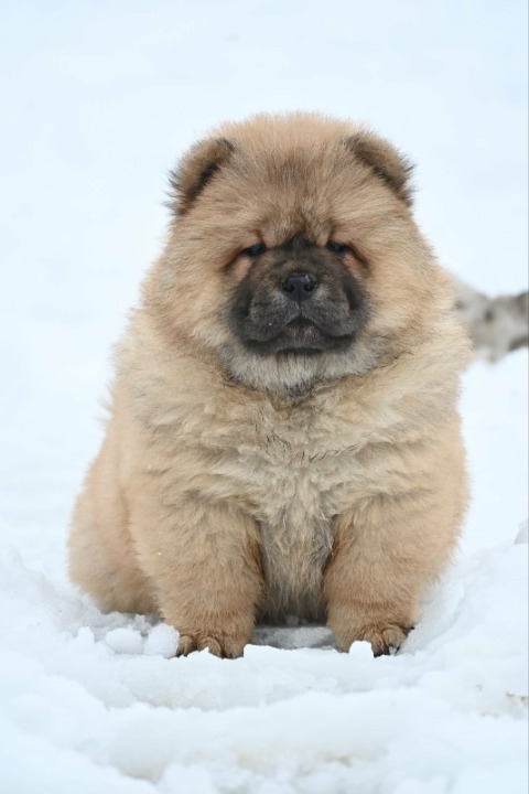 Chow Chow Čau Čau štenci