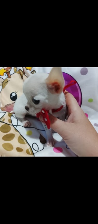 Mini civave