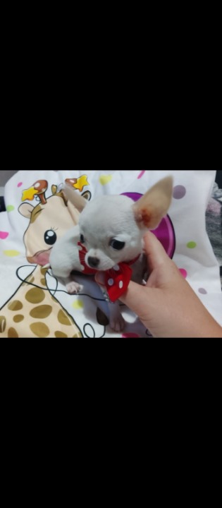 Mini civave