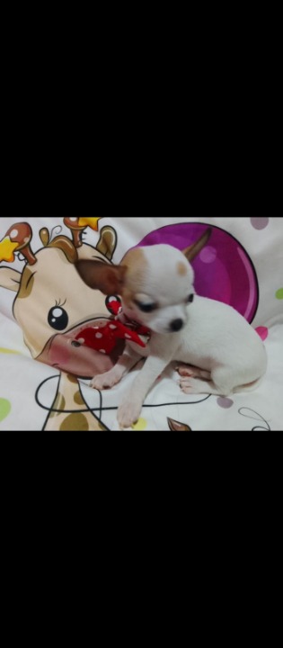 Mini civave