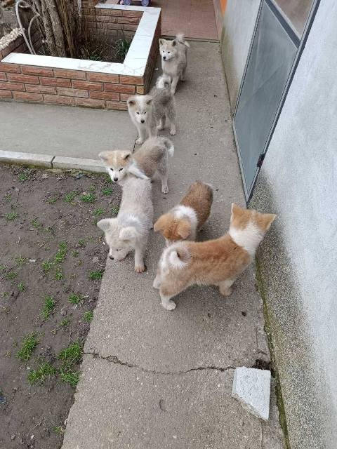 Japanska Akita štenci