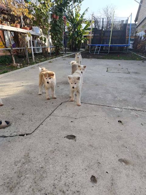 Japanska Akita štenci