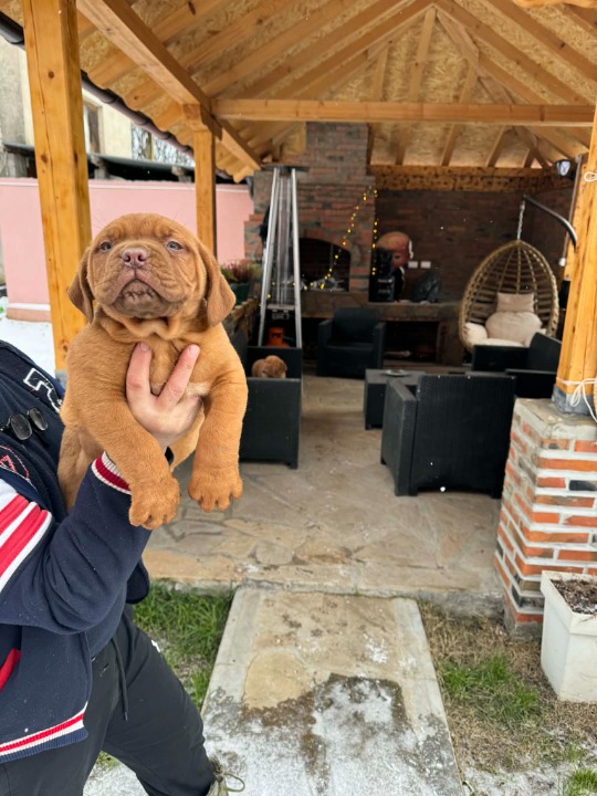 Bordoška doga štenci