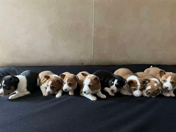 Basenji (Basendži) štenci crveno-beli i trobojni 