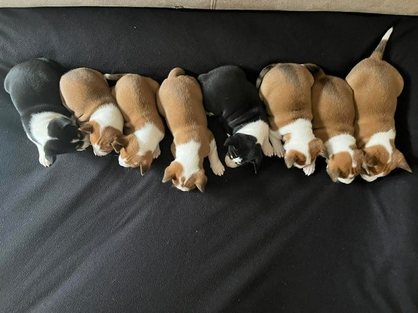 Basenji (Basendži) štenci crveno-beli i trobojni 