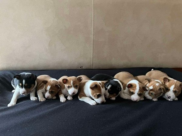 Basenji (Basendži) štenci crveno-beli i trobojni 