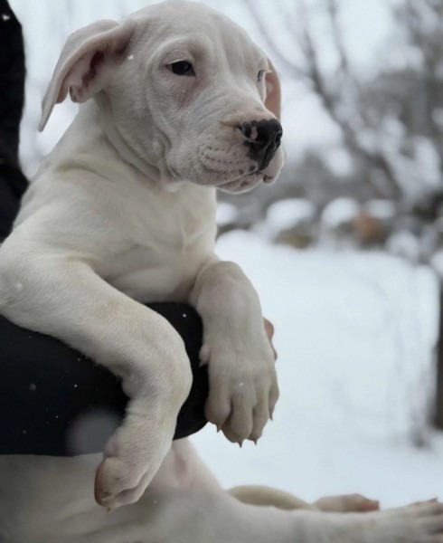 Dogo Argentino. zensko stene
