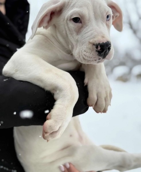 Dogo Argentino. zensko stene
