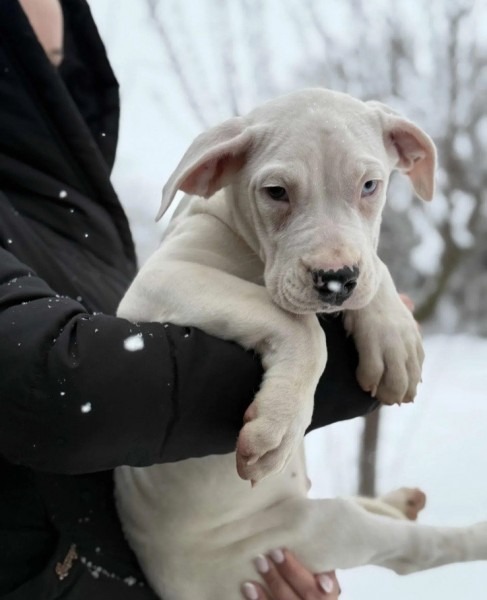 Dogo Argentino. zensko stene