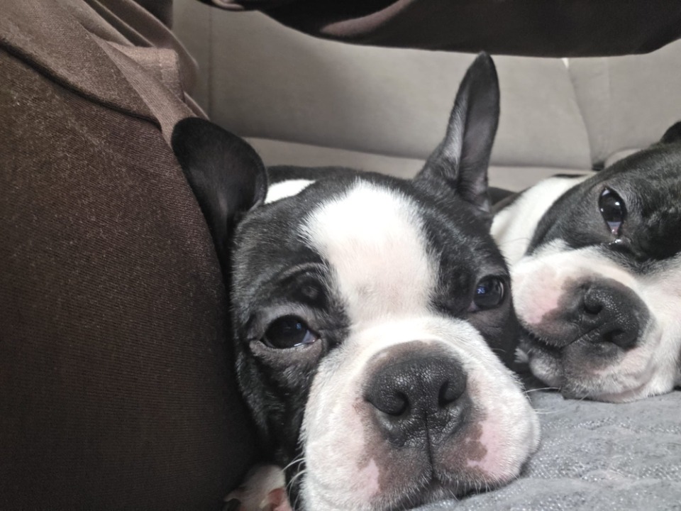 Boston terrier stenci