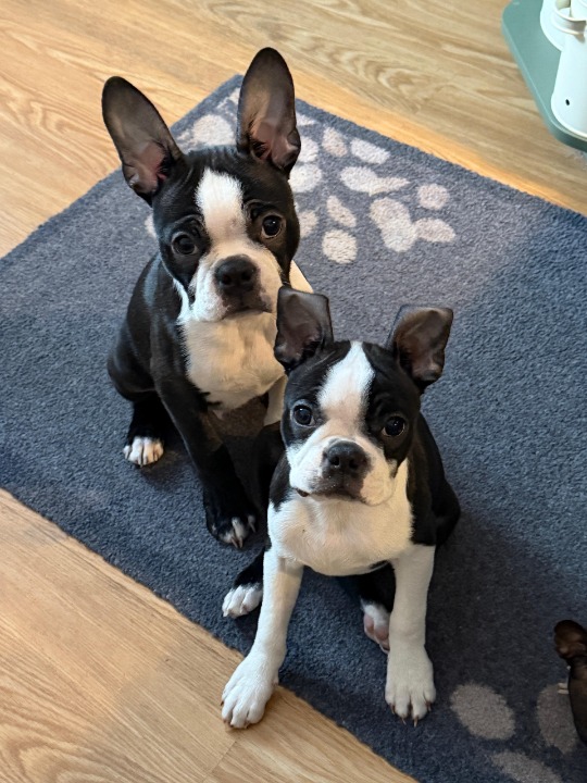 Boston terrier stenci