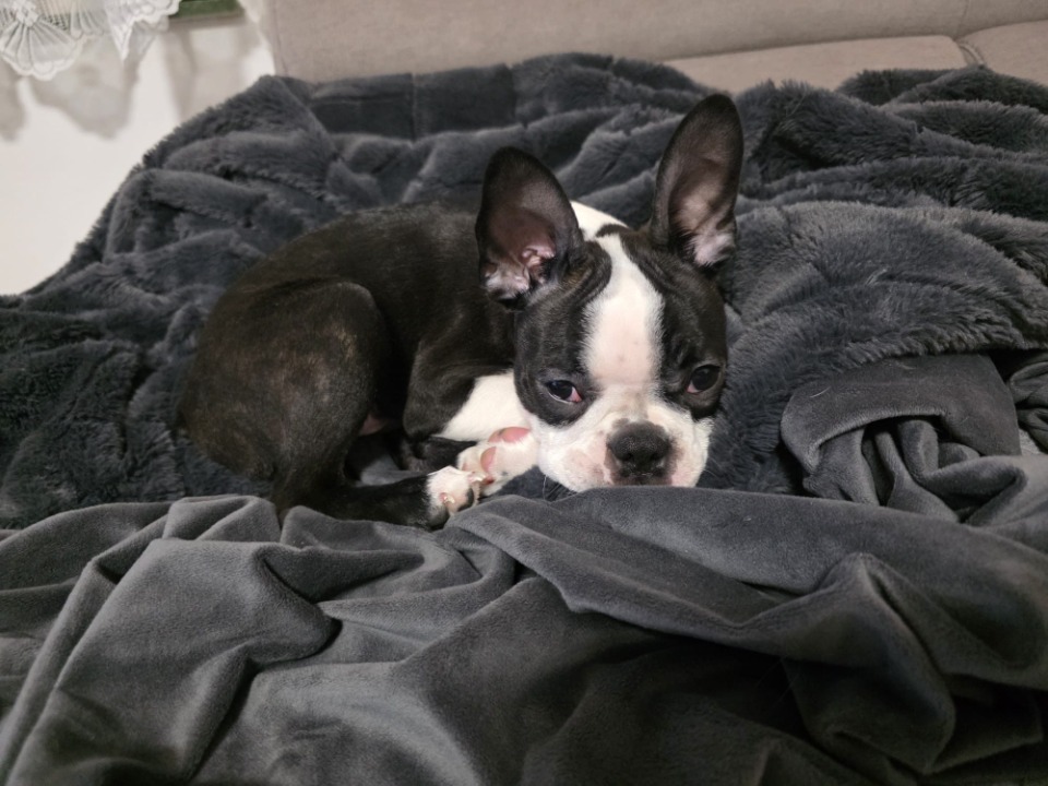 Boston terrier stenci