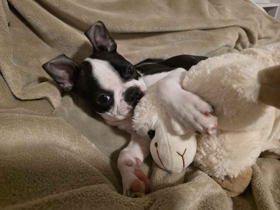 Boston terrier stenci