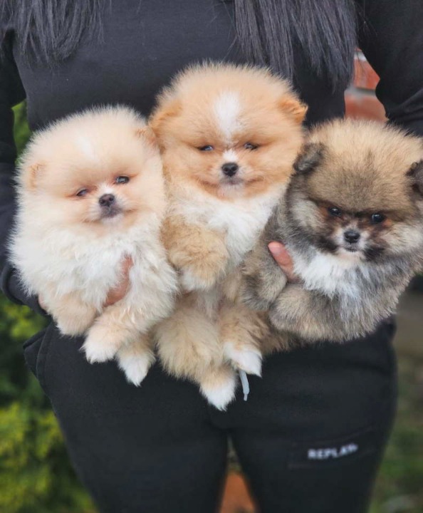 Najlepsi Pomeranci Boo 