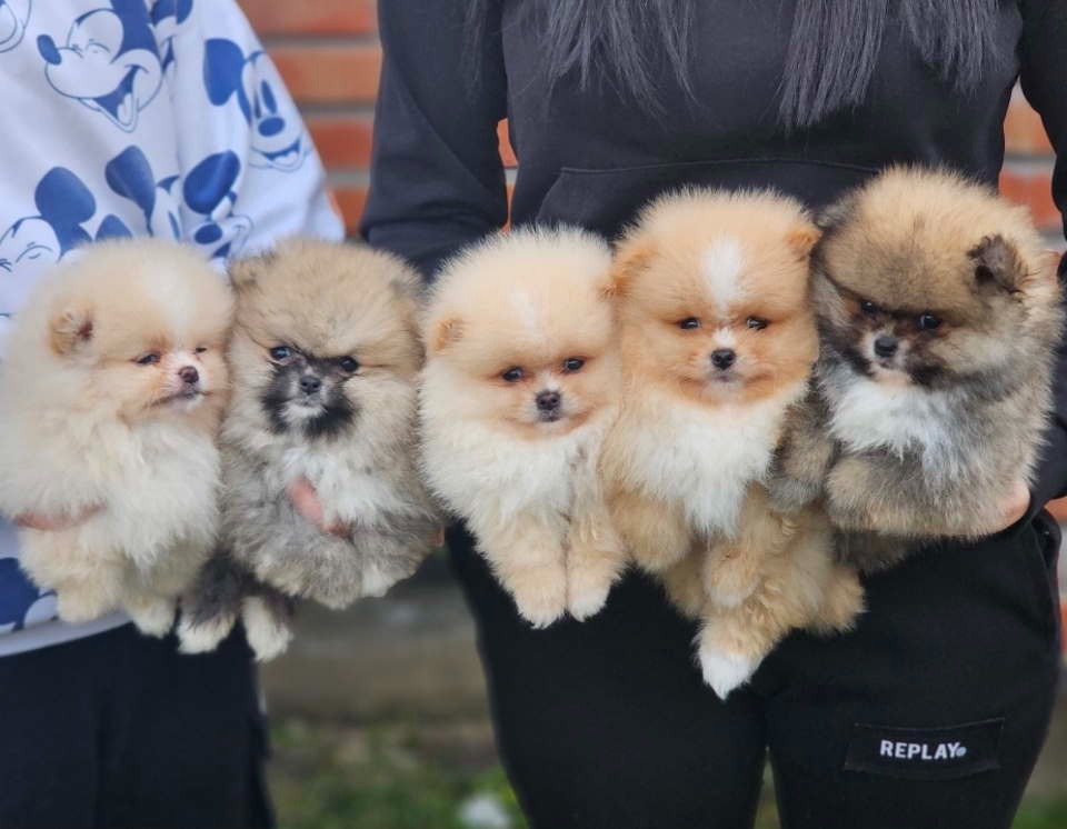 Najlepsi Pomeranci Boo 