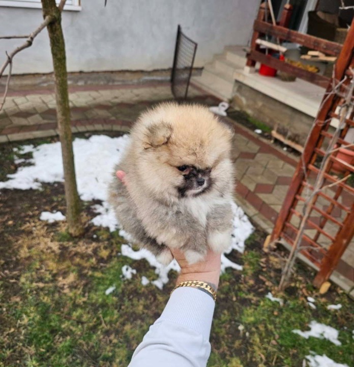 Najlepsi Pomeranci Boo 