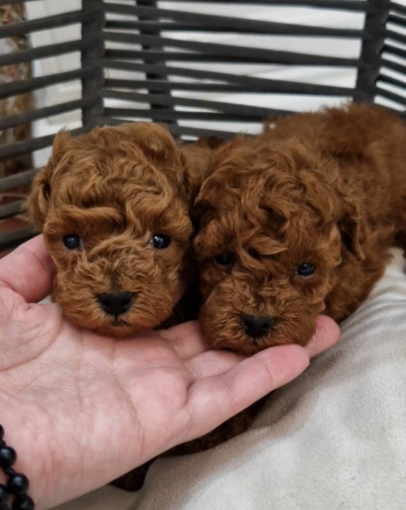 Registrovana odgajivacnica Hopy queen poodle  