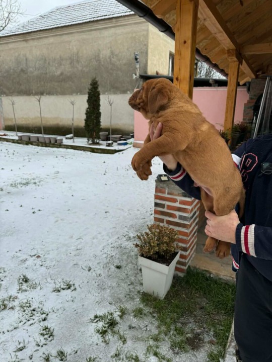 Bordoska Doga (Dogue de Bordeaux) prelepi stenci