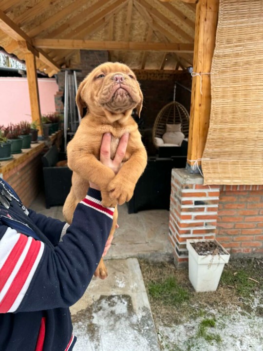 Bordoska Doga (Dogue de Bordeaux) prelepi stenci