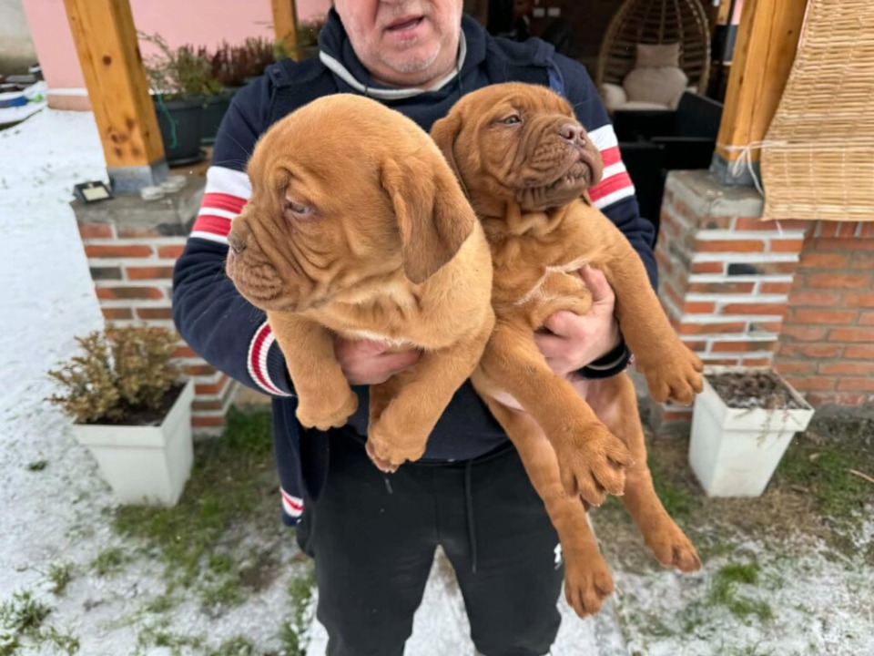Bordoska Doga (Dogue de Bordeaux) prelepi stenci