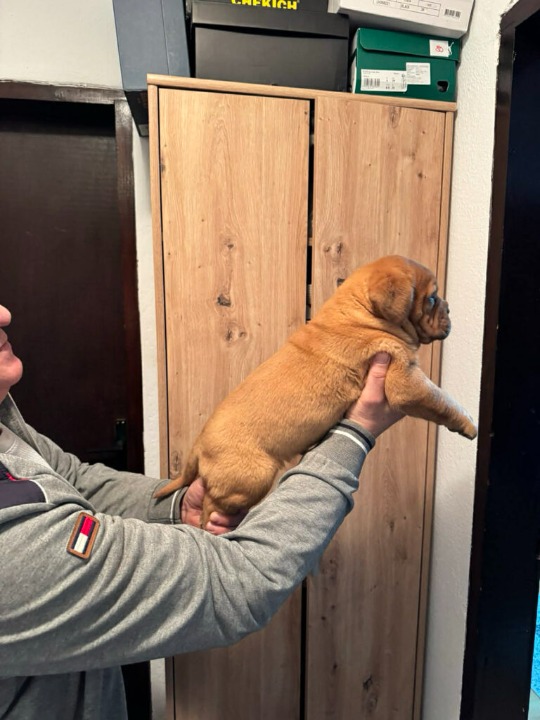 Bordoska Doga (Dogue de Bordeaux) prelepi stenci