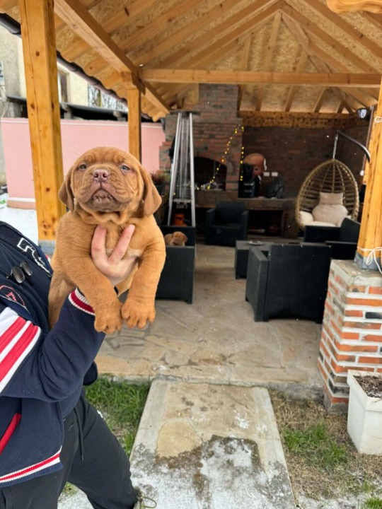 Bordoska Doga (Dogue de Bordeaux) prelepi stenci