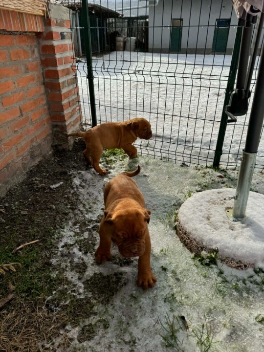 Bordoska Doga (Dogue de Bordeaux) prelepi stenci