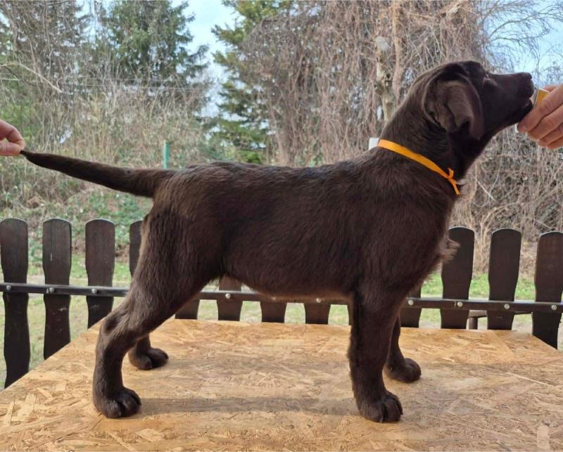 Labrador retriver čokoladni štenci