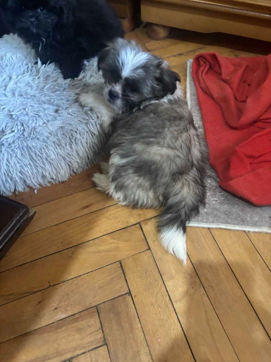 Pufne od mame si cu i tate pomeranca 