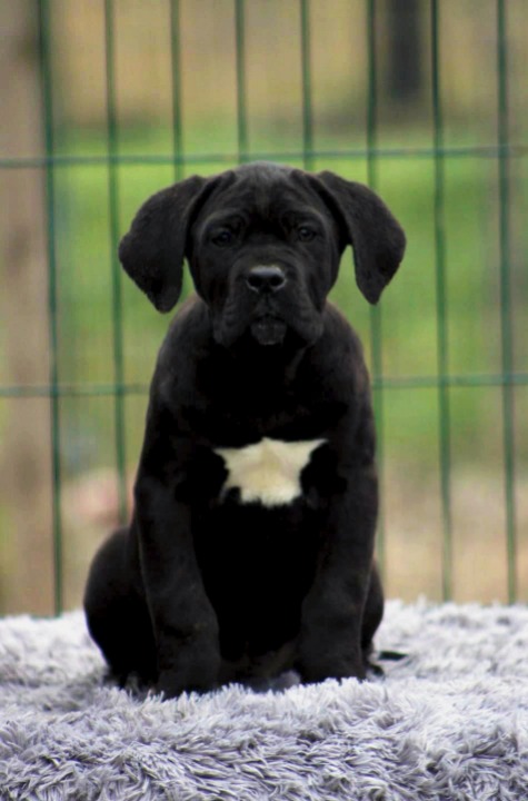 Cane Corso štenci