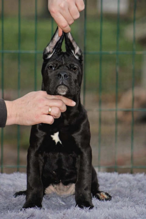 Cane Corso štenci