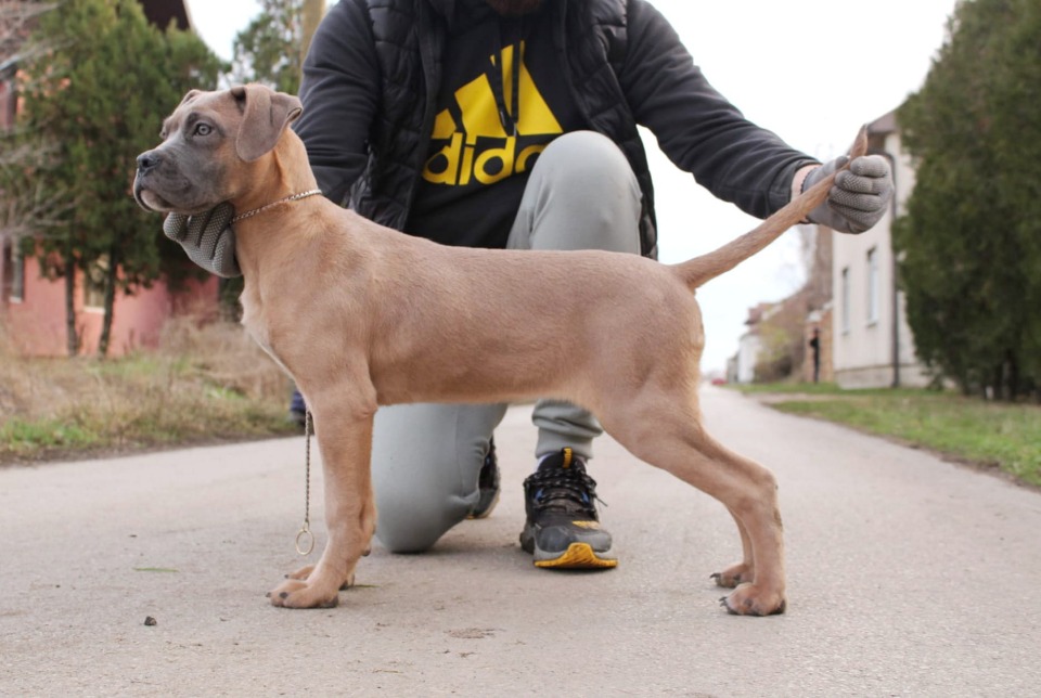 Cane Corso štenci