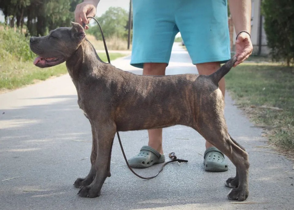 Cane Corso štenci