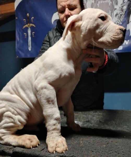 Dogo Argentino štenci