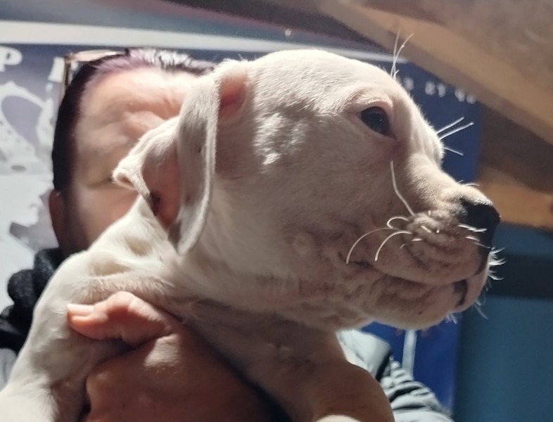 Dogo Argentino štenci