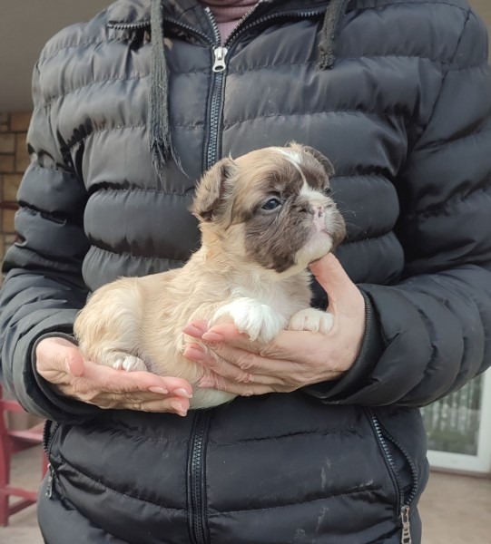 Francuski buldog štenci dugodlaki